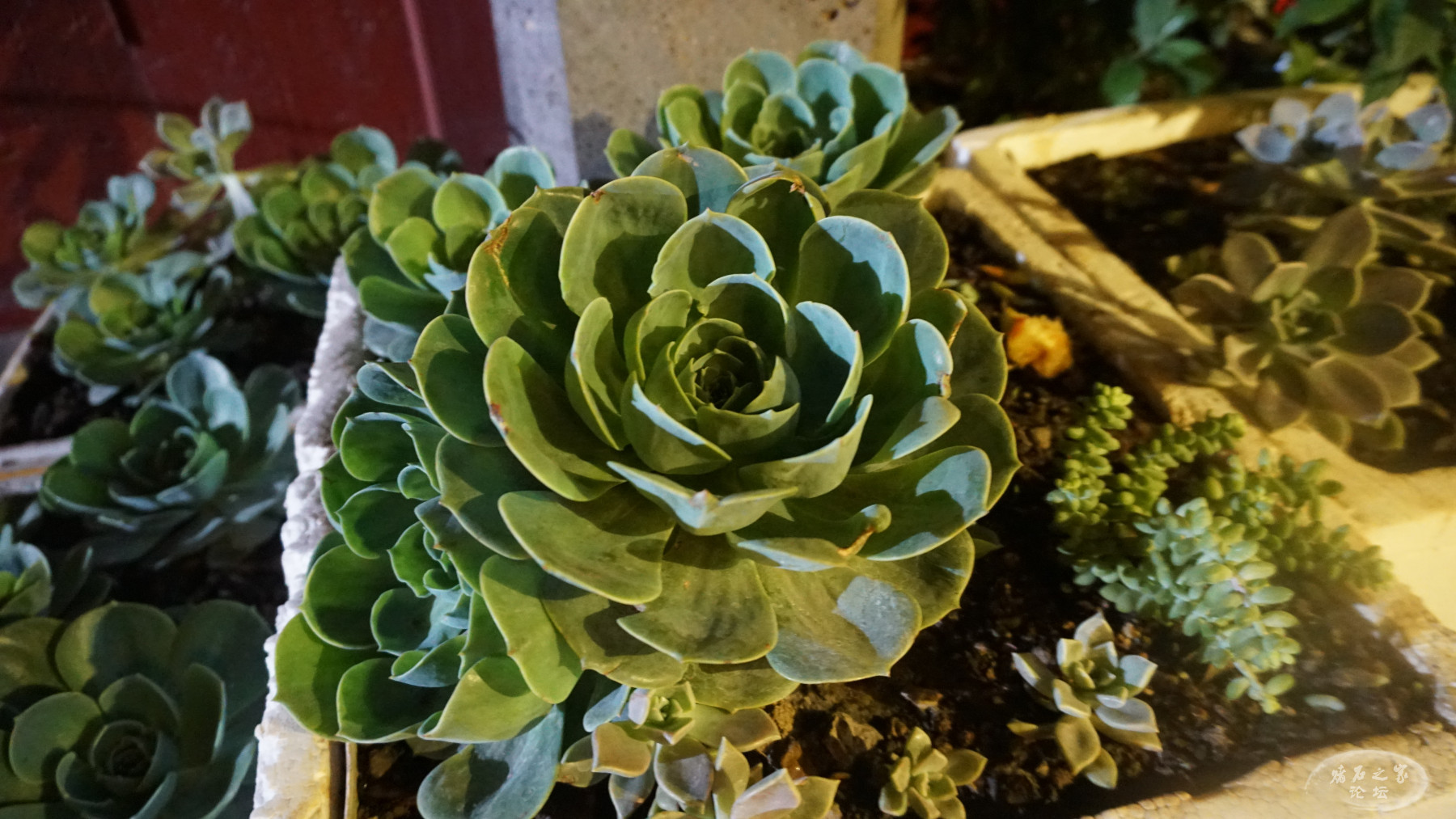 DSC00130.JPG