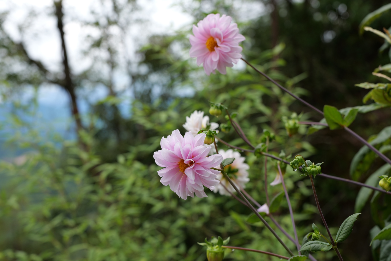 P1000828.JPG