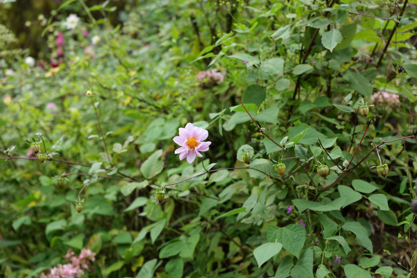 P1000834.JPG