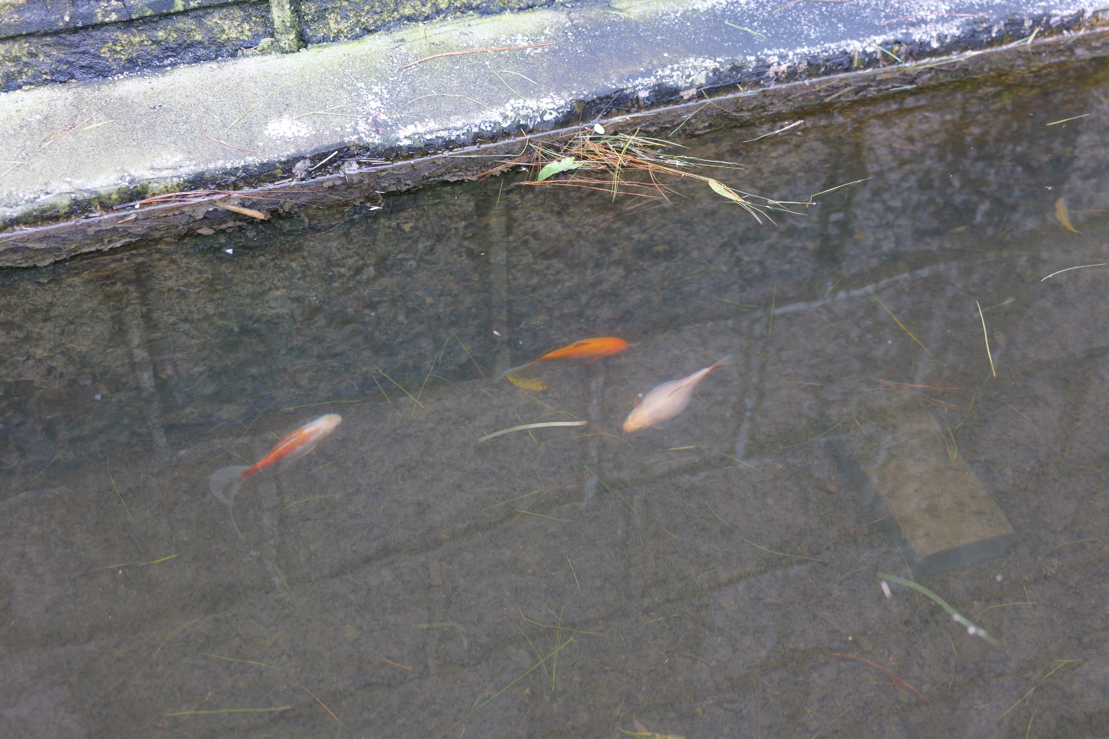 P1000950.JPG